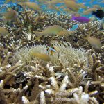 Philippine Fun Divers Alona Beach Panglao Bohol Reef scene 14