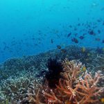 Philippine Fun Divers Alona Beach Panglao Bohol Reef scene 3
