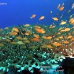 Philippine Fun Divers Alona Beach Panglao Bohol Reef scene 5