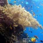 Philippine Fun Divers Alona Beach Panglao Bohol Reef scene 6
