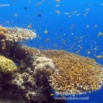 Philippine Fun Divers Alona Beach Panglao Bohol Reef scene 8
