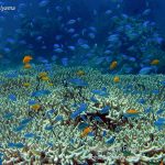 Philippine Fun Divers Alona Beach Panglao Bohol Reef scene 9