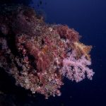 Philippine Fun Divers Alona Beach Panglao Bohol Reef Gorgonian fan